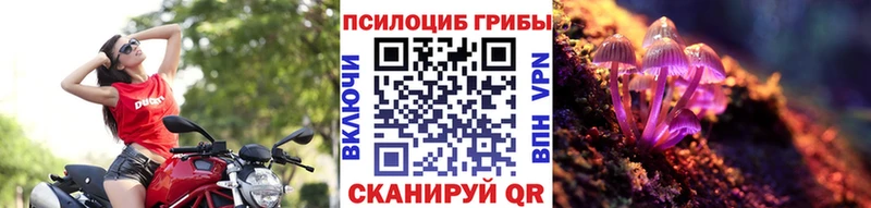 что такое Чернушка Псилоцибиновые грибы Psilocybe